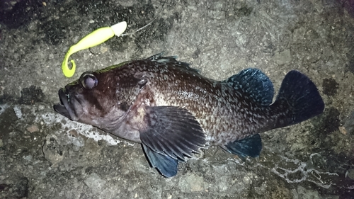 マゾイの釣果