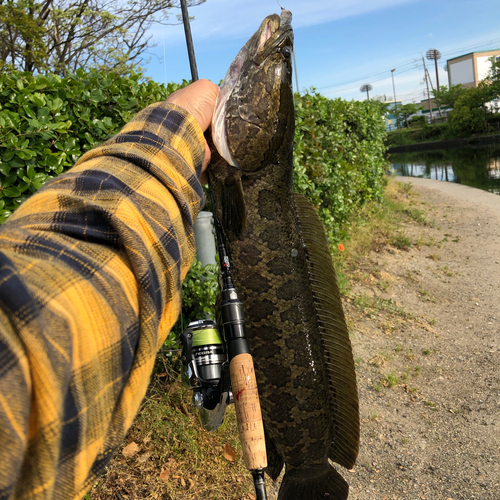 ライギョの釣果