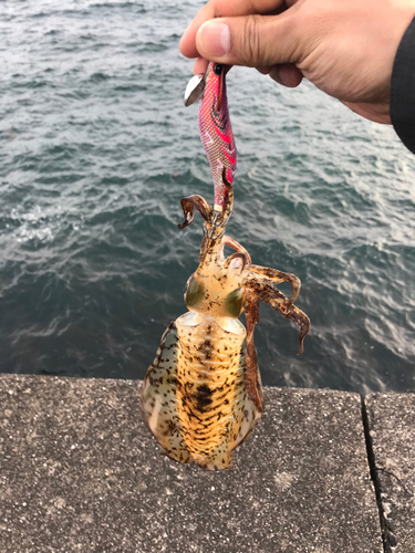 アオリイカの釣果