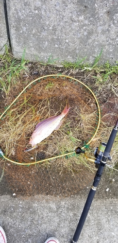 イトヨリダイの釣果