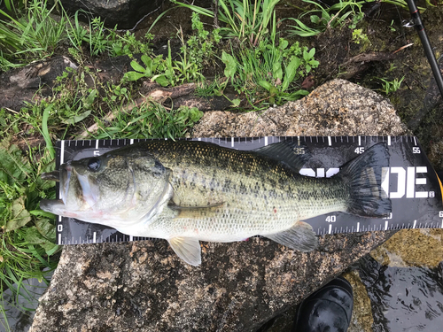 ブラックバスの釣果