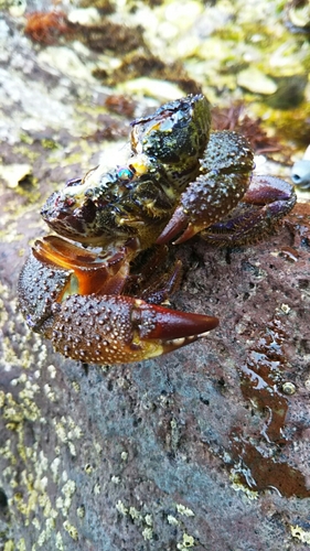 カニの釣果