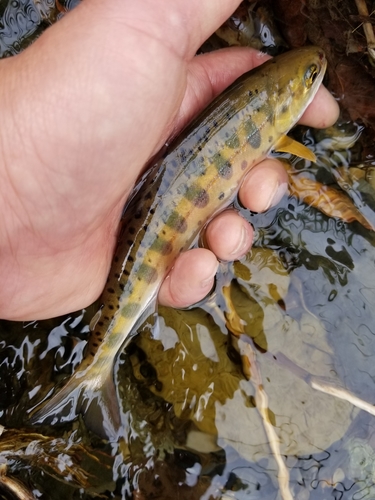 ヤマメの釣果