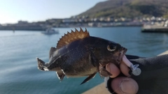 エゾメバルの釣果