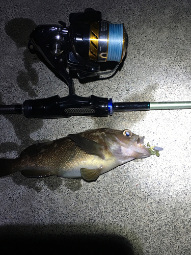 エゾメバルの釣果