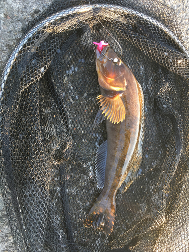 アイナメの釣果