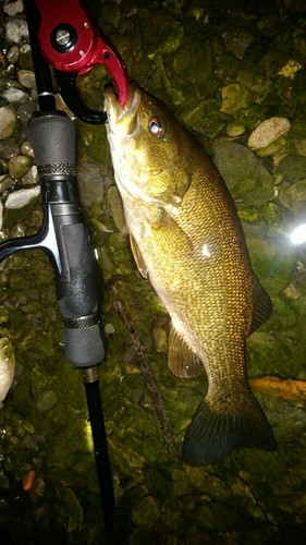 スモールマウスバスの釣果