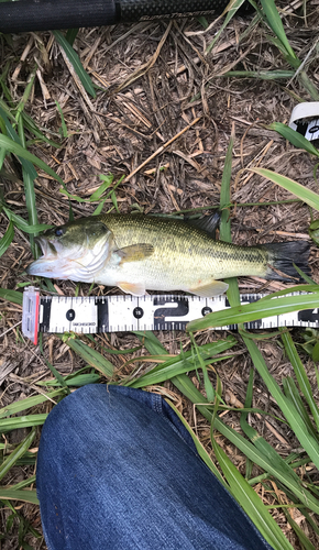 ラージマウスバスの釣果