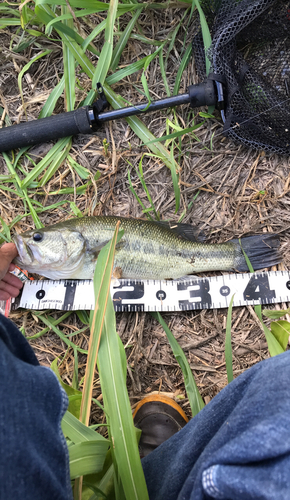 ラージマウスバスの釣果