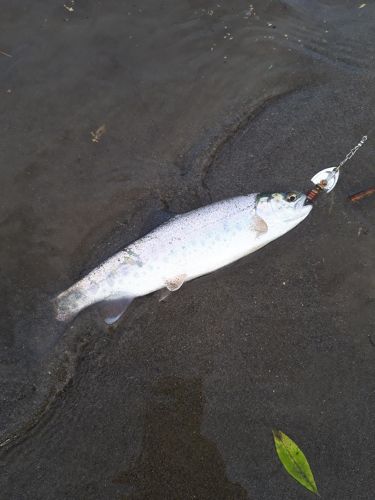 ニジマスの釣果