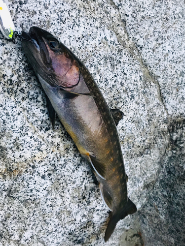 イワナの釣果