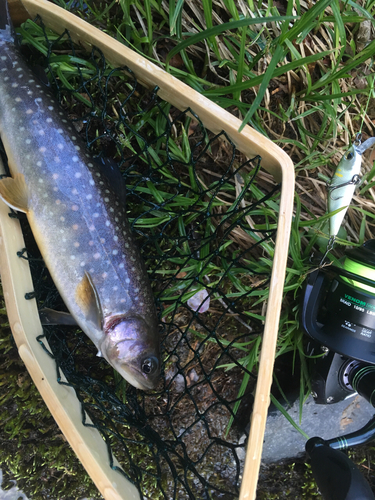 イワナの釣果