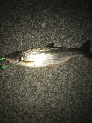 マルタウグイの釣果