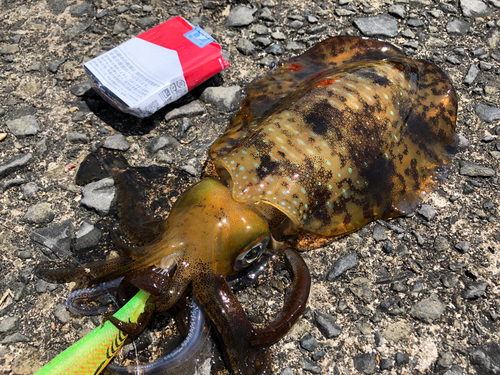 アオリイカの釣果