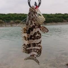 マダラハタの釣果