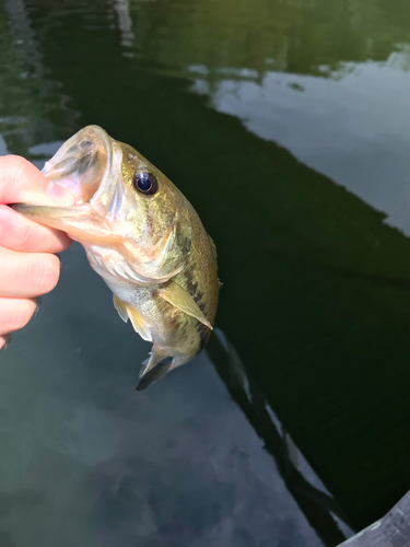 ラージマウスバスの釣果