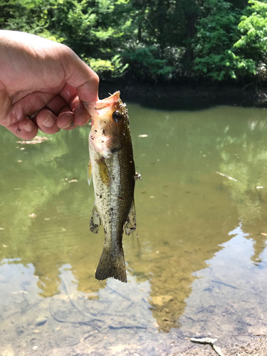 ブラックバスの釣果