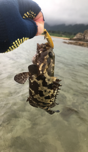 イシミーバイの釣果