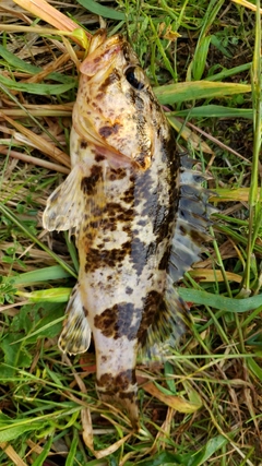 タケノコメバルの釣果
