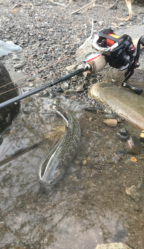 イワナの釣果