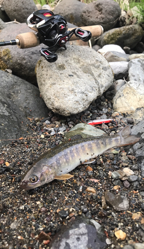 イワナの釣果