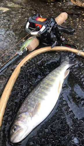 イワナの釣果