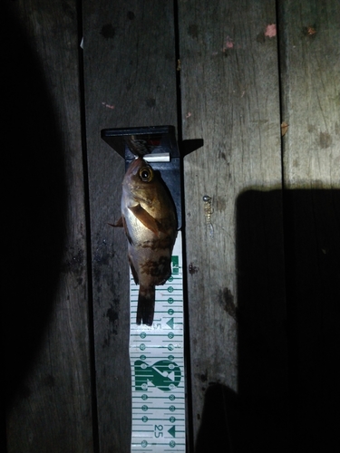 メバルの釣果