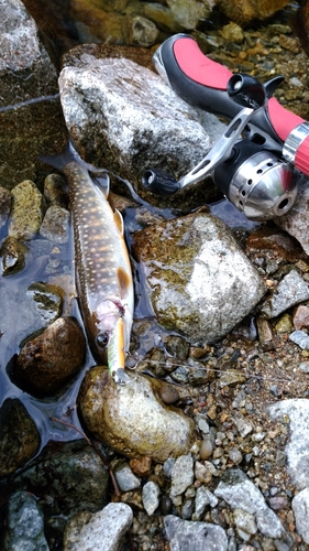 イワナの釣果