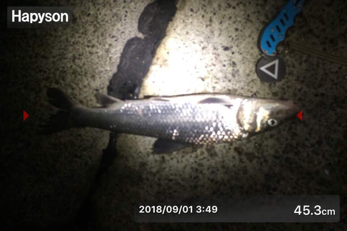 シーバスの釣果