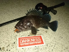 マゾイの釣果