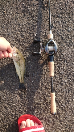 ブラックバスの釣果