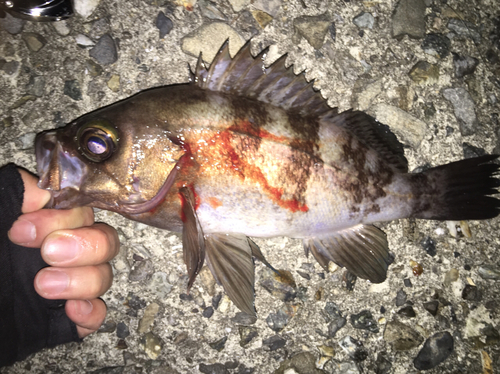 メバルの釣果