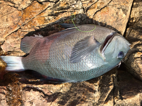 グレの釣果