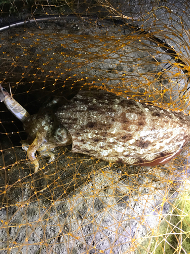 コウイカの釣果