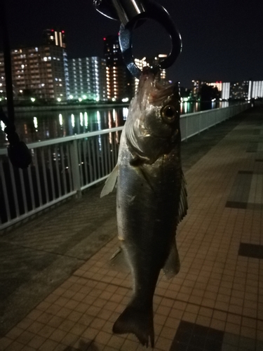 セイゴ（ヒラスズキ）の釣果