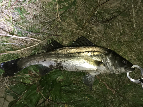 セイゴ（マルスズキ）の釣果