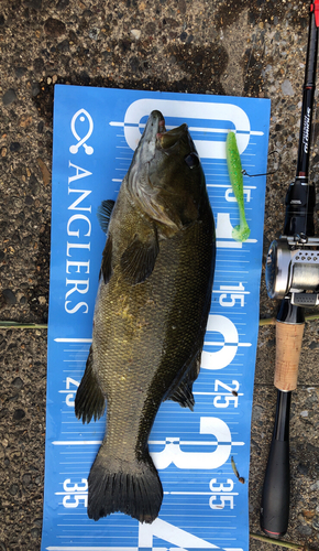 スモールマウスバスの釣果