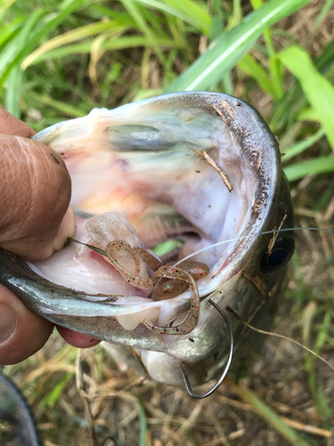 ラージマウスバスの釣果