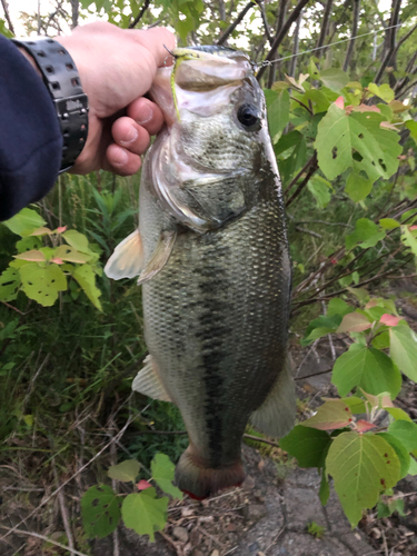 ブラックバスの釣果