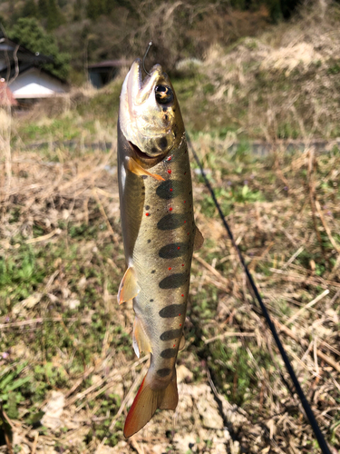 アマゴの釣果