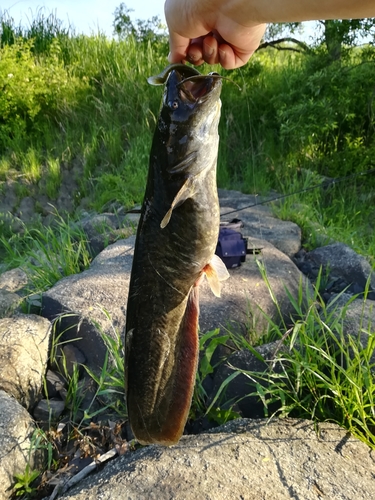 ナマズの釣果