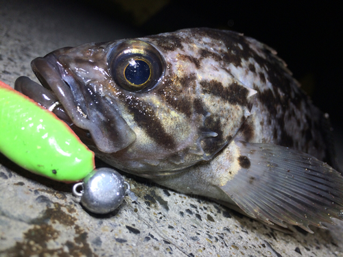 クロソイの釣果