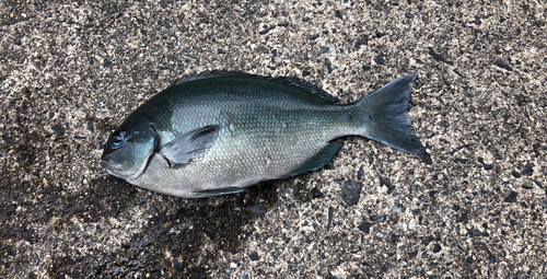 クロメジナの釣果