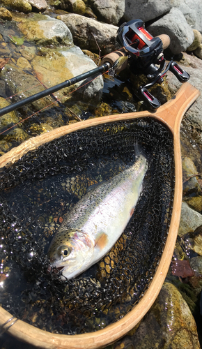 ニジマスの釣果