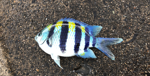 オヤビッチャの釣果