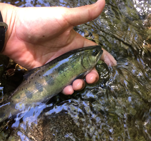 ヤマメの釣果