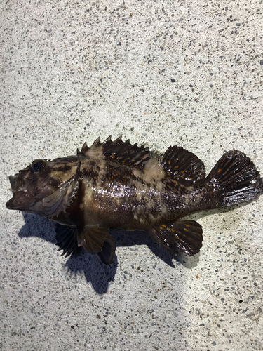 オウゴンムラソイの釣果