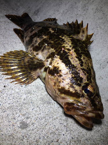 ベッコウゾイの釣果