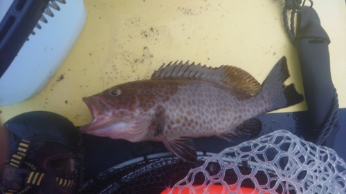 オオモンハタの釣果