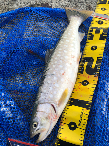 ウミアメの釣果